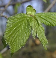 Noisetier commun. Feuille nouvelle. Cliquer pour agrandir l'image.