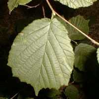 Noisetier commun. Feuille. Cliquer pour agrandir l'image.