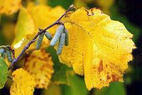 Noisetier commun. Feuille en automne. Cliquer pour agrandir l'image.