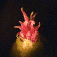 Noisetier commun. Fleur femelle. Cliquer pour agrandir l'image.
