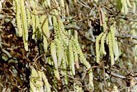 Noisetier commun. Fleurs mâles. Cliquer pour agrandir l'image.