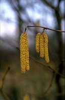 Noisetier commun. Fleurs mâles. Cliquer pour agrandir l'image.