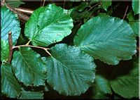 Noisetier commun. Feuille de noisetier attaquée par des chenilles commensales. Cliquer pour agrandir l'image.