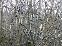 Noisetier commun. Plantes. Cliquer pour agrandir l'image.