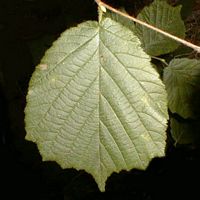 Noisetier commun. Feuille. Cliquer pour agrandir l'image.