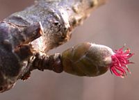 Noisetier commun. Fleur femelle. Cliquer pour agrandir l'image.