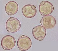 Noisetier commun. Pollen. Cliquer pour agrandir l'image.