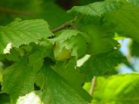 Noisetier commun. Fruit. Cliquer pour agrandir l'image.