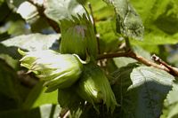 Noisetier commun. Fruits. Cliquer pour agrandir l'image.