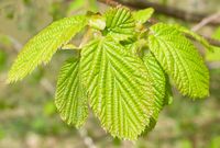Noisetier commun. Feuilles. Cliquer pour agrandir l'image.