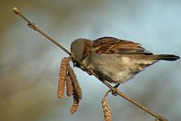 Noisetier commun. Moineau. Cliquer pour agrandir l'image.