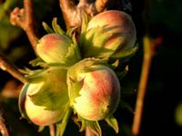Noisetier commun. Fruits. Cliquer pour agrandir l'image.