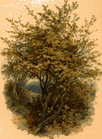 Noisetier commun. Dessin plante. Cliquer pour agrandir l'image.