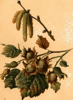 Noisetier commun. Dessin fruits. Cliquer pour agrandir l'image.