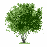 Noisetier commun. Dessin plante. Cliquer pour agrandir l'image.
