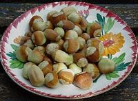 Noisetier commun. Noisettes. Cliquer pour agrandir l'image.