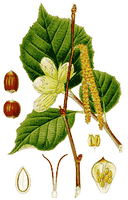 Noisetier commun. Cliquer pour agrandir l'image. Noisetier commun. Cliquer pour agrandir l'image.