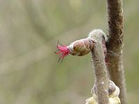 Noisetier commun. Fleur femelle. Cliquer pour agrandir l'image.