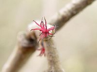 Noisetier commun. Fleur femelle. Cliquer pour agrandir l'image.