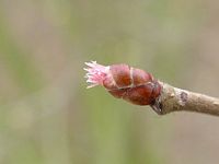 Noisetier commun. Fleur femelle. Cliquer pour agrandir l'image.