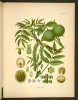 Noyer d'Europe. Planche d'identification Koehler. Cliquer pour agrandir l'image.