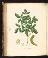 Noyer d'Europe. Planche d'identification Saint-hilaire. Cliquer pour agrandir l'image.