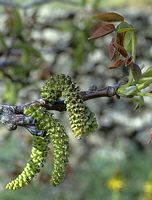 Noyer d'Europe. Fleurs mâles. Cliquer pour agrandir l'image.