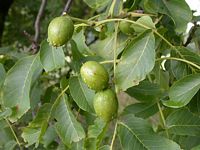 Noyer d'Europe. Fruits. Cliquer pour agrandir l'image.