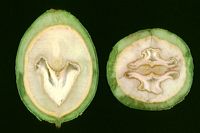 Noyer d'Europe. Fruit coupe. Cliquer pour agrandir l'image.