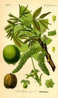 Noyer d'Europe. Planche d'identification Thomé. Cliquer pour agrandir l'image.