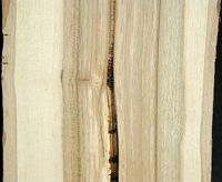 Noyer d'Europe. Bois. Cliquer pour agrandir l'image.
