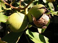 Noyer d'Europe. Fruits mûrs. Cliquer pour agrandir l'image.