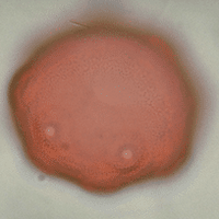 Noyer d'Europe. Pollen. Cliquer pour agrandir l'image.