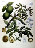 Noyer d'Europe. Planche d'identification Koehler. Cliquer pour agrandir l'image.