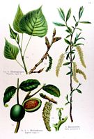 Noyer d'Europe. Planche d'identification Losch. Cliquer pour agrandir l'image.