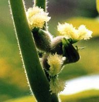 Noyer d'Europe. Fleurs femelles. Cliquer pour agrandir l'image.