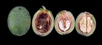 Noyer d'Europe. Coupe du fruit. Cliquer pour agrandir l'image.