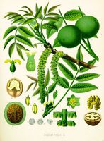 Noyer d'Europe. Planche d'identification Koehler. Cliquer pour agrandir l'image.