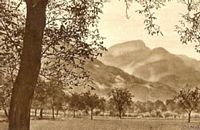 Noyer d'Europe. Noix de grenoble. Cliquer pour agrandir l'image.
