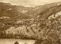 Noyer d'Europe. Noix de grenoble. Cliquer pour agrandir l'image.