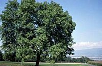 Noyer d'Europe. Plante. Cliquer pour agrandir l'image.