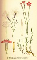 Oeillet à delta. Planche d'identification Linnemand. Cliquer pour agrandir l'image.