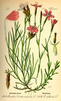 Oeillet à delta. Planche d'identification Thomé. Cliquer pour agrandir l'image.