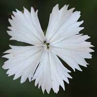 Oeillet à delta. Albinos, Ceyssat. Cliquer pour agrandir l'image.