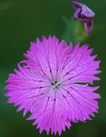 Oeillet à delta. Normal, Ceyssat. Cliquer pour agrandir l'image.
