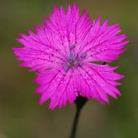 Oeillet des Chartreux. Fleur, Fontaine-au-Loup. Cliquer pour agrandir l'image.