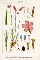 Oeillet des Chartreux. Planche d'identification Sturm. Cliquer pour agrandir l'image.