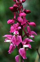 Orchis mâle. Cliquer pour agrandir l'image.