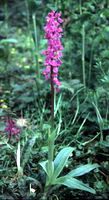 Orchis mâle. Cliquer pour agrandir l'image.