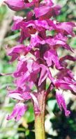 Orchis mâle. Cliquer pour agrandir l'image.